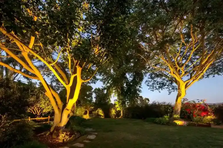 Magic of Trees Uplighting at Bridal Shower